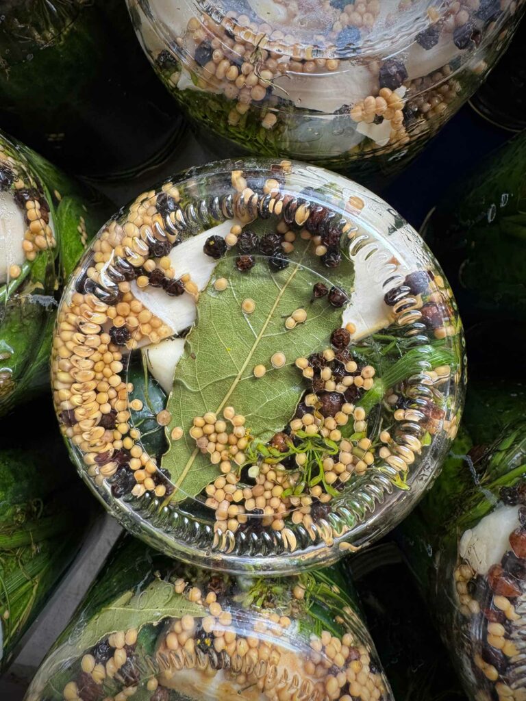 Ogórki kiszone